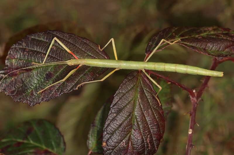 Ile żyje patyczak indyjski? Cykl życia i kluczowe warunki hodowli