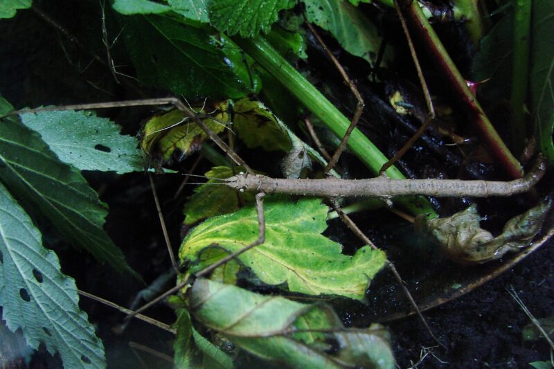 Ile żyje patyczak rogaty?