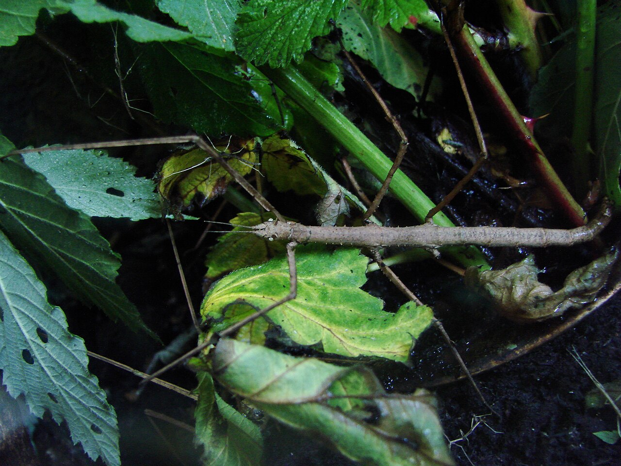 patyczak rogaty zoo wrocław