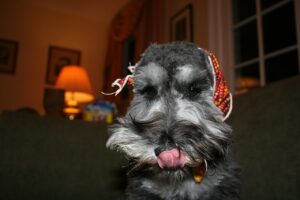 Sznaucer miniaturowy: rasa, charakterystyka i pielęgnacja