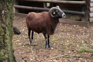 Owce kameruńskie – wymagania, hodowla i ciekawostki