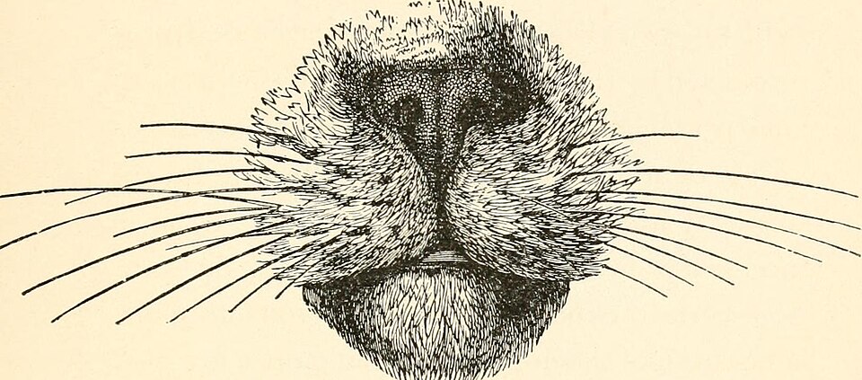 wąsy psa, ilustracja