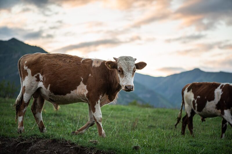 Ile waży byk? Analiza, co wpływa na wagę byka