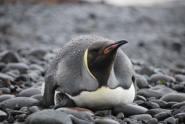Pingwin cesarski – największy, z żółtymi plamami na szyi
