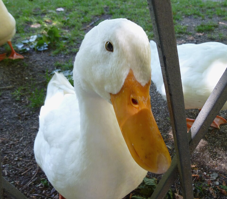 kaczka domowa