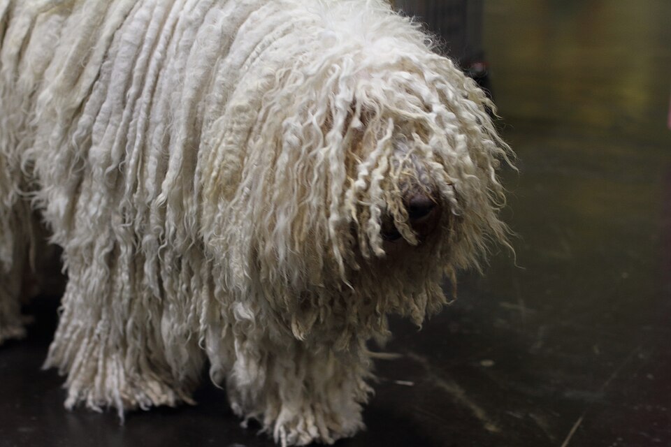 pies komondor