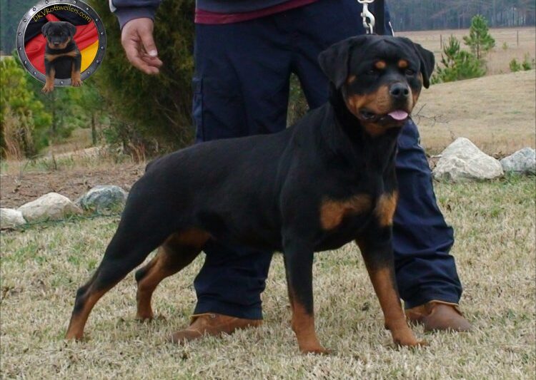 Kiedy pies zaczyna rosnąć?