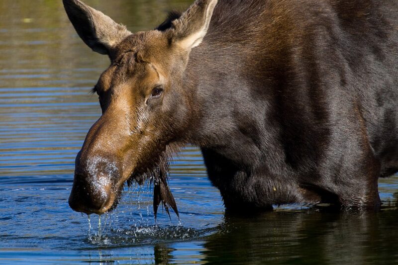 Łoś euroazjatycki – największy ssak kopytny Europy
