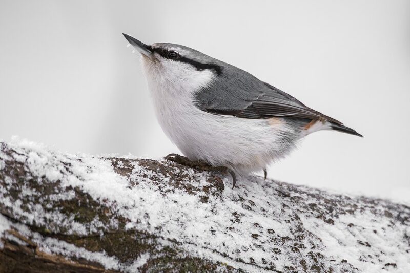 Ptaki, które zimują w Polsce