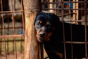 Rottweiler – charakter, cechy i wymagania rasy