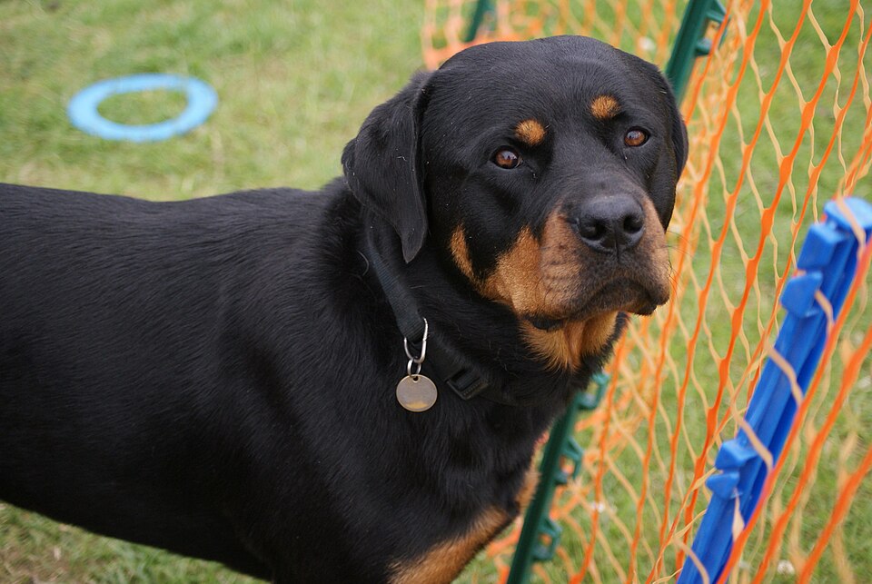 Rottweiler