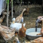 kaczki domowe