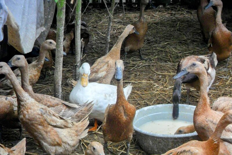 Kaczka domowa – charakterystyka, wygląd, zachowanie