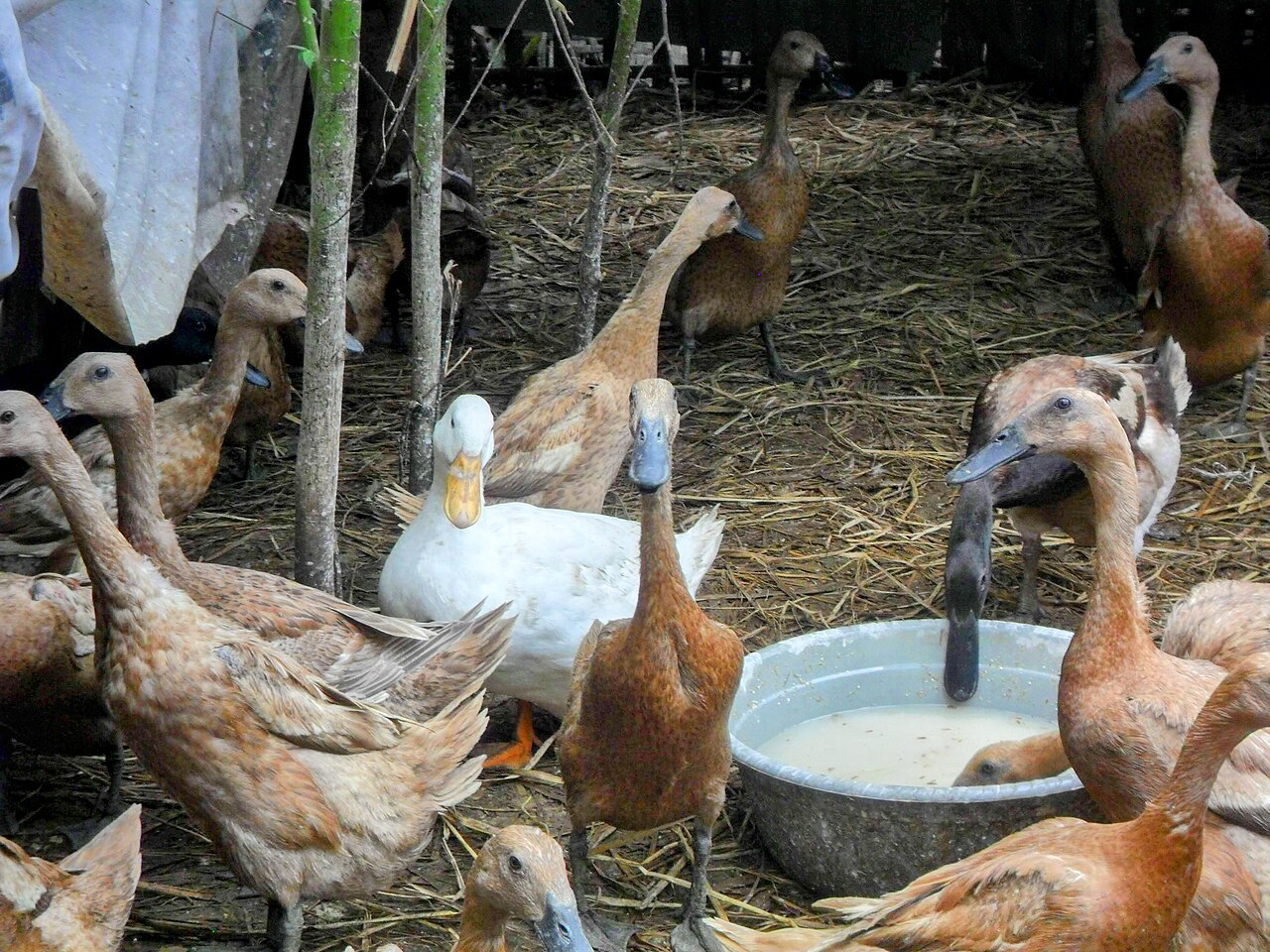 kaczki domowe